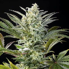 Clementine Slush > Kannabia Seeds